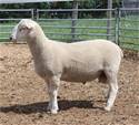 Sheep Trax Lennon 341L
